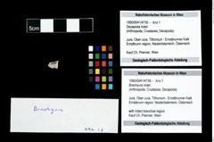 Foto (Objekt + Etikett) von Brachyura indet.  (NHMW-GEO-1990-0041-4756)